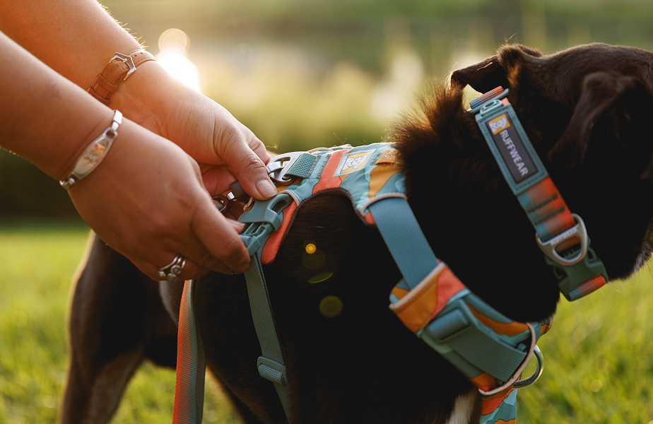 Amazon.com: Ruffwear, Hi & Light, Everyday Lightweight Dog Harness